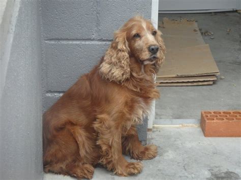 regalo loro por no poder atender|Perros Cocker en adopción